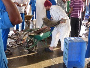 13-UAE_Sharj_Hafen_Fisch schwer