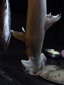 25-IN_Goa_BlC_baby-Hammer-Shark
