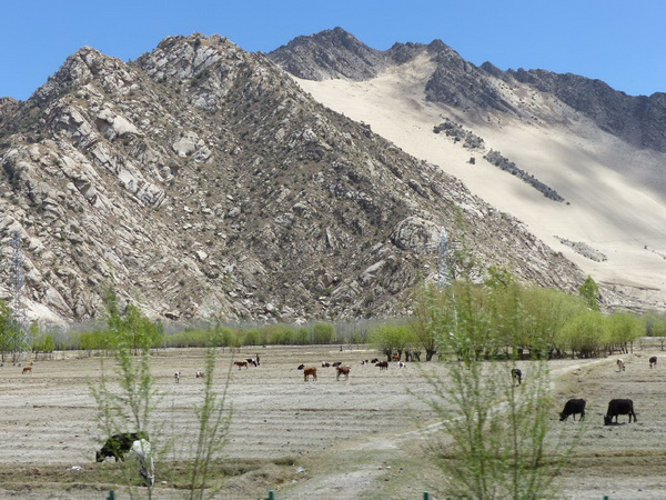 13-CH_to-Lhasa_Berg-Sand-Kühe-grün