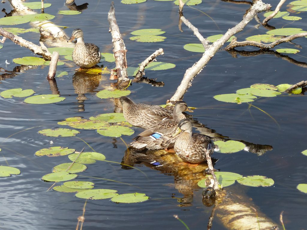 5.4_S_to-Nord_Enten_Baumstmm