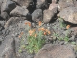 6_AM_18-7-11_KariLdown_Blumen