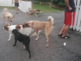 10_GE_18-6-28_hinterSugdidi_N-4Hunde
