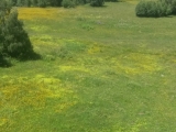 7_GE_18-6-30_Berge-Blumenwiese