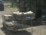 23_GE_18-6-03_toBorder_Enten