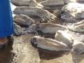 10-UAE_Sharj_Hafen_Tintenfisch_Bildgröße ändern
