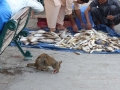 12-UAE_Sharj_Hafen_Katze-Fisch_Bildgröße ändern