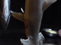 25-IN_Goa_BlC_baby-Hammer-Shark
