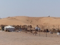5a_UAE_to Al-Ain_Kamelproduktion-3