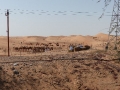 5h_UAE_to Al-Ain_Kamelproduktion-1