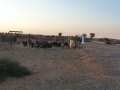 65a_UAE_hi-AlAin_Schafe_Bildgröße ändern
