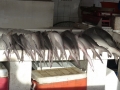 9-UAE_Sharj_Hafen_Fisch-1-grau_Bildgröße ändern