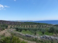 Olivenhaine in Chalkidiki