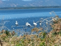 Port Lagos - Pelikane