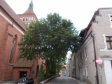 17_PL_18-9-08_Olst._Kathar.Bas.