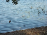 4_PL_18-9-06_Erk_Enten