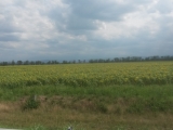 17_RUS_18-7-19_toGrosny_Sonnenbluem