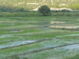 12_TR_18-6-22_Ist-Tosya_Reis