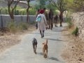 9-camel_raika_dogs_2-jpg